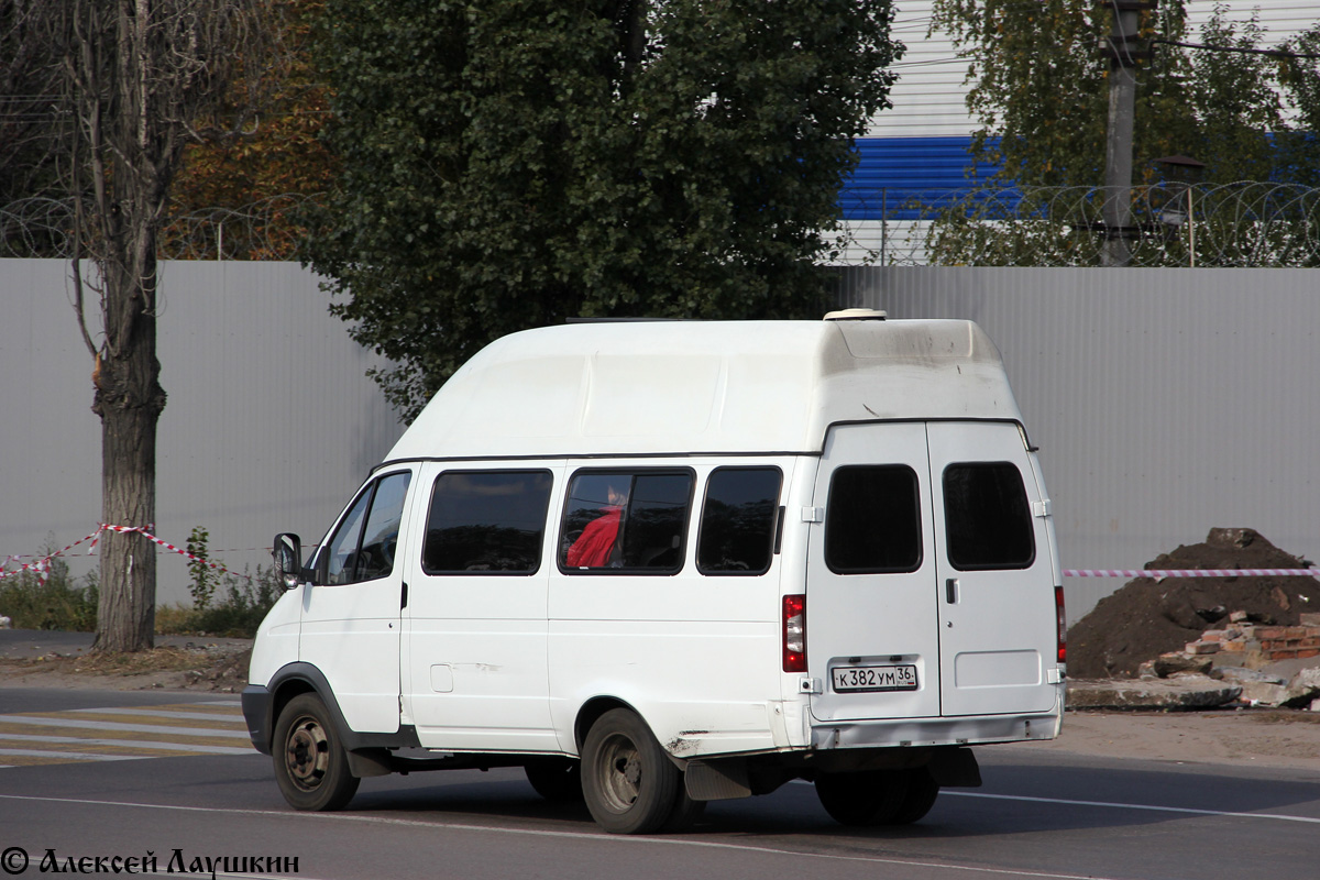 Газель луидор фото